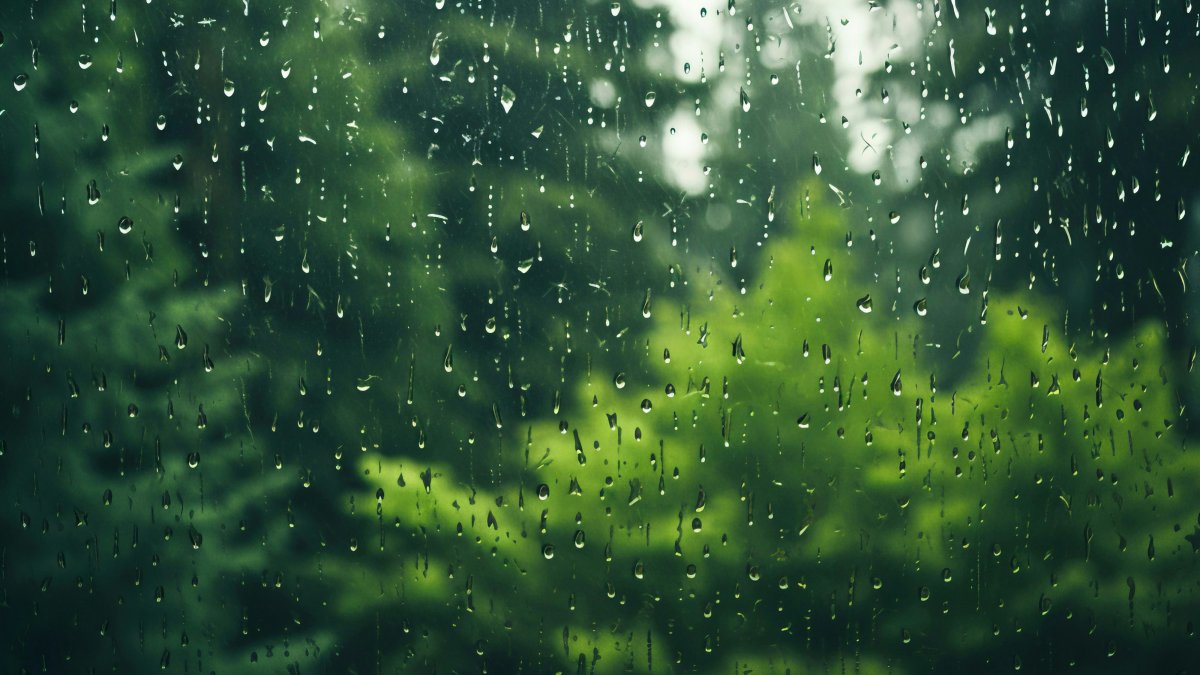 "La danse des feuillages martelés par la pluie..."